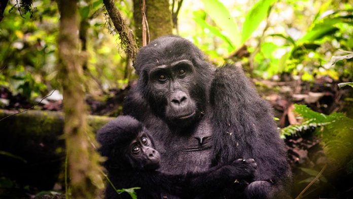 Bwindi Gorilla